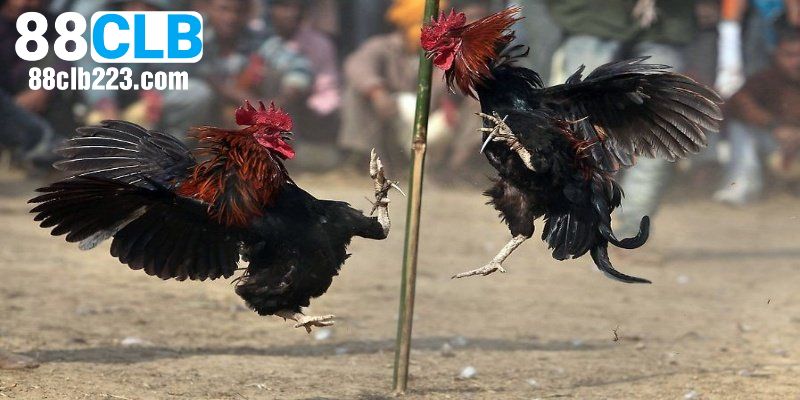 Kinh nghiệm đặt cược đá gà Campuchia tăng tỷ lệ thắng