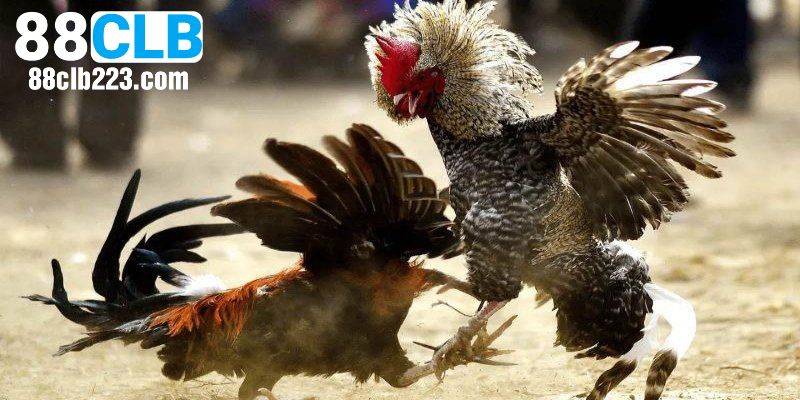 Quy trình đặt cược đá gà Campuchia tại 88CLB